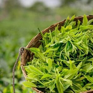 Popular Tea Gardens to Visit in Assam
